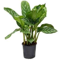 Aglanoema Chinese kamerplant in zwarte pot