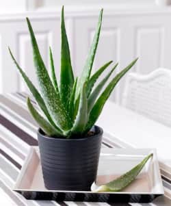Aloë vera plant in zwarte pot op tafelblad.