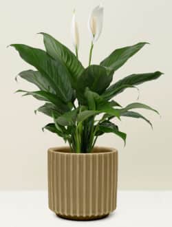 Lepelplant in een bruine pot.