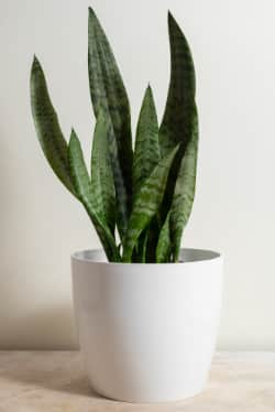 Sanseveria plant in witte pot op tafel