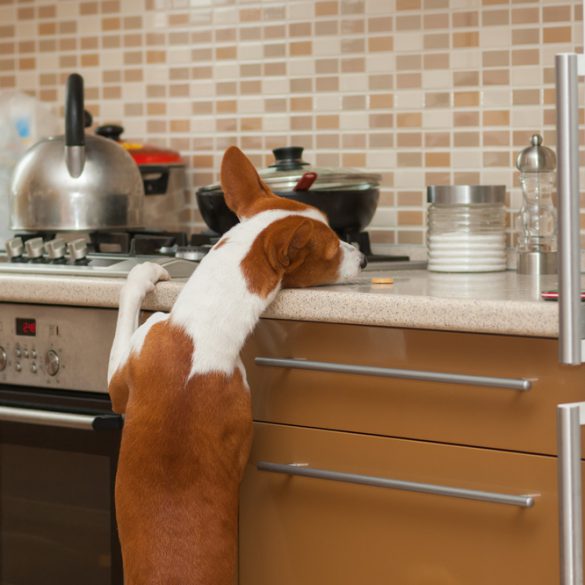 hond leren gehoorzamen