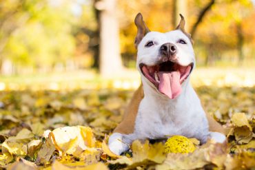leren van je hond