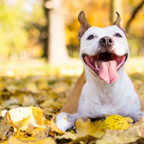 leren van je hond