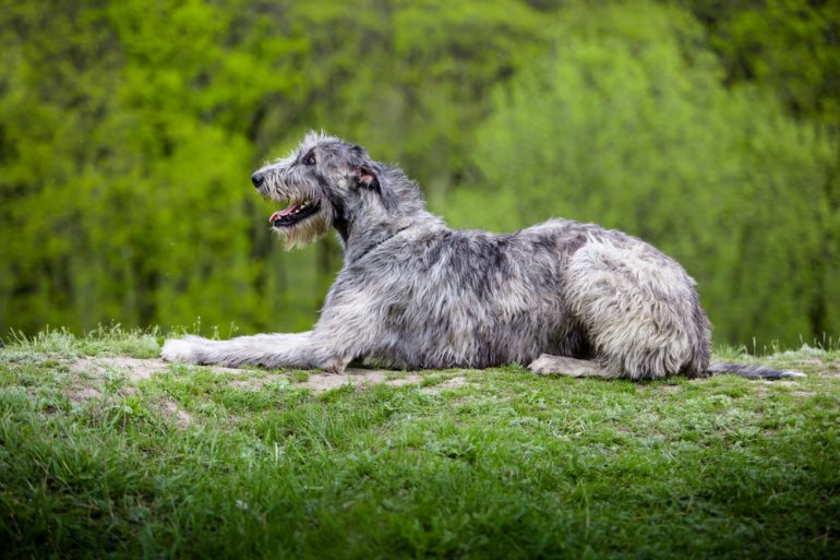 grootste hondenras