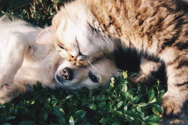 vriendschap tussen hond en kat