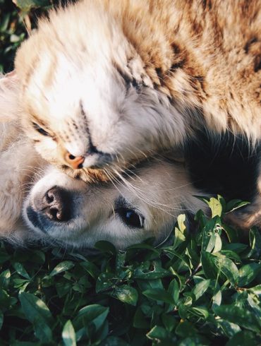 vriendschap tussen hond en kat