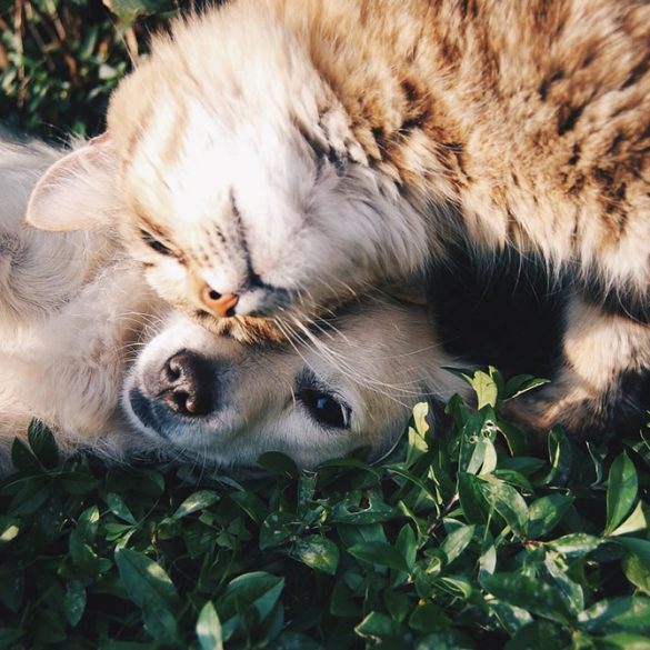 vriendschap tussen hond en kat