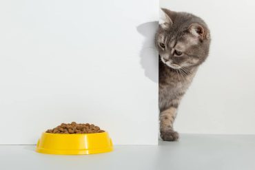kat dieet