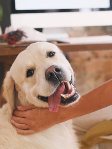 gezonde levensstijl hond