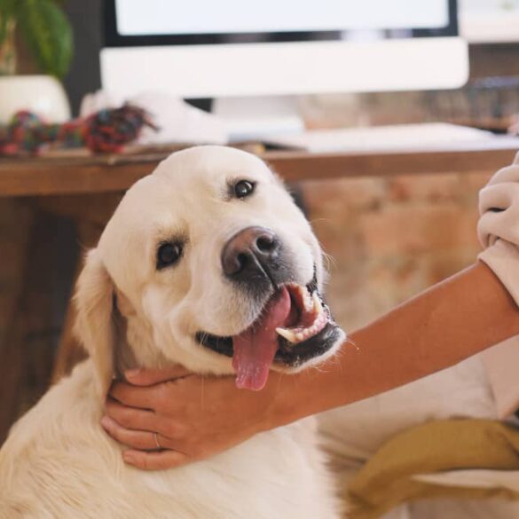 gezonde levensstijl hond