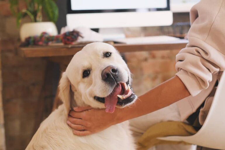 gezonde levensstijl hond