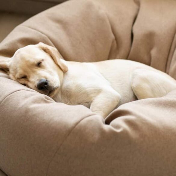 blonde labrador slaapt in grote hondenmand