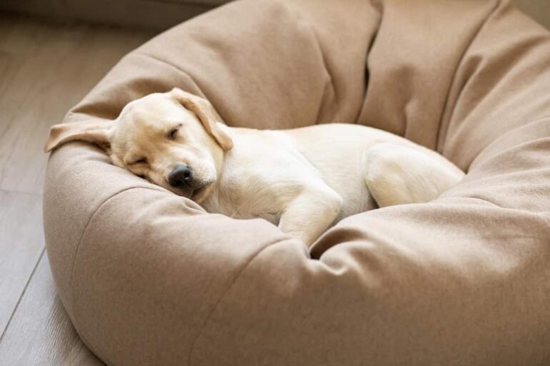 blonde labrador slaapt in grote hondenmand