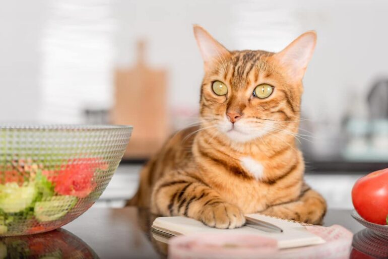 gezonde kat