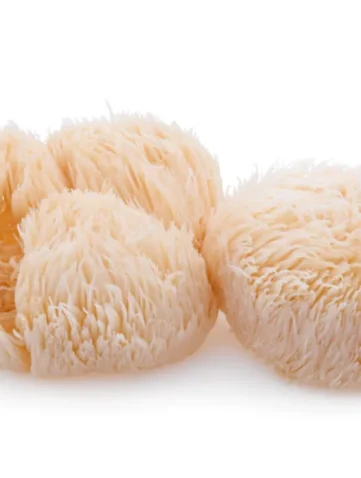 lion's mane paddestoelen