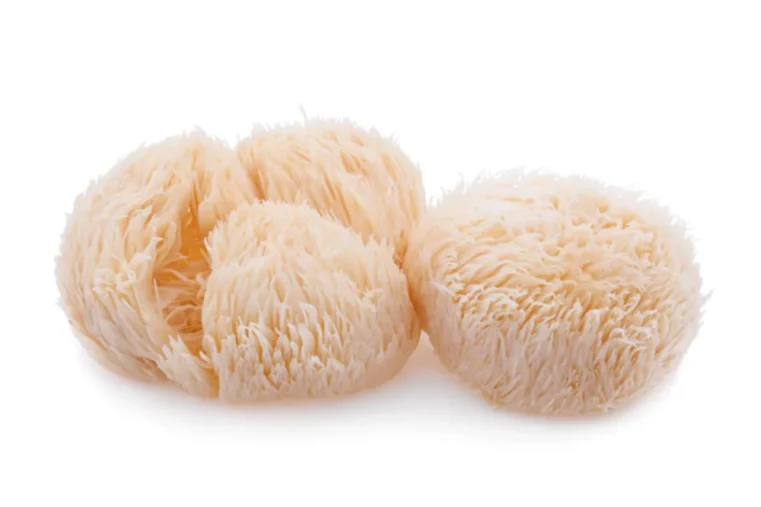 lion's mane paddestoelen