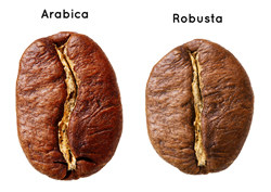 arabica robusta