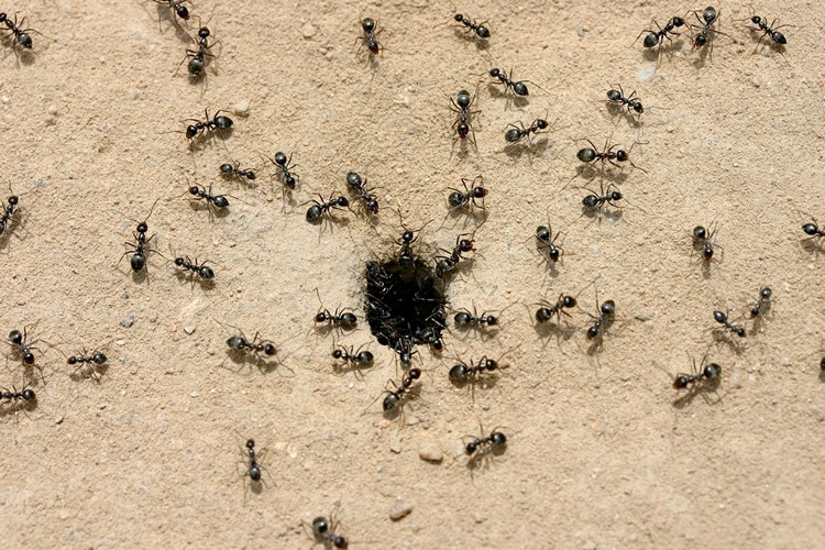 mieren verdelgen