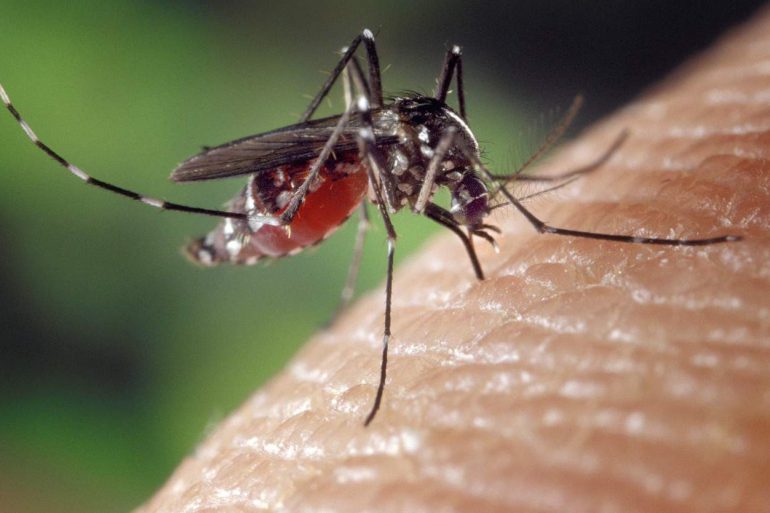 tips tegen muggen
