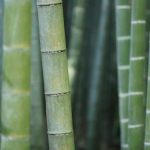 Bamboekleding: duurzaam en comfortabel