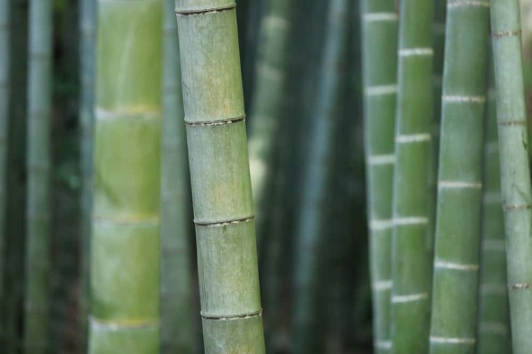 Bamboekleding: duurzaam en comfortabel
