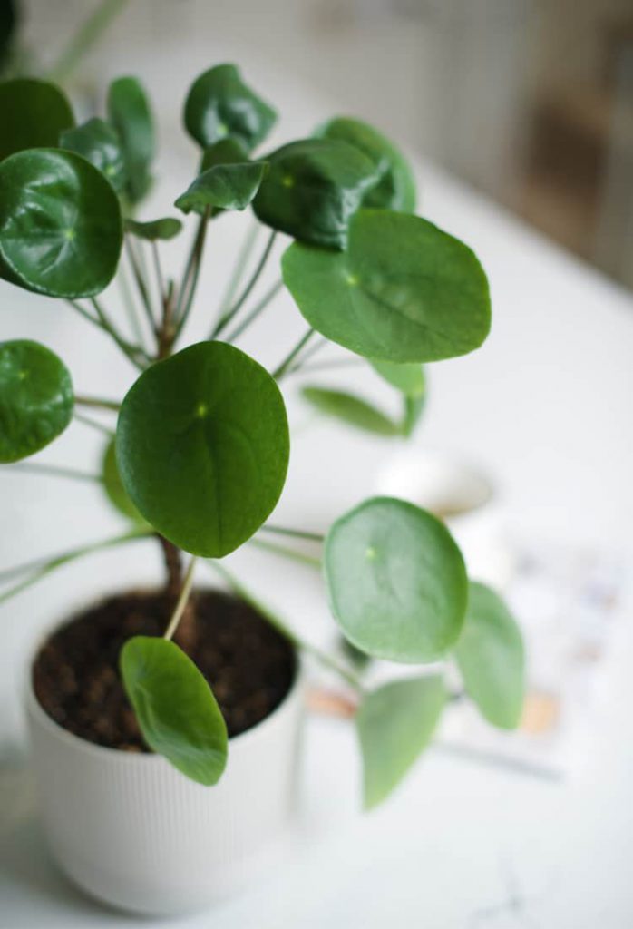hanger Evalueerbaar altijd 6 Gezonde redenen om planten in huis te halen | Lifestyle Rubriek