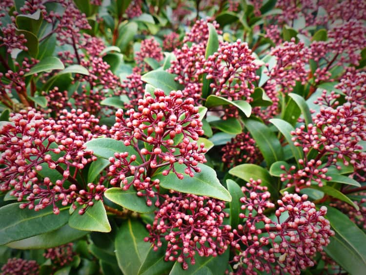 Zo gebruik je groenblijvende planten in je tuin