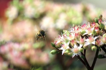 bijen in tuin