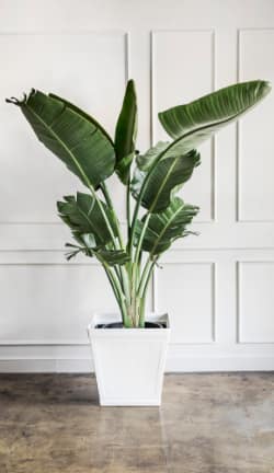 Hoe planten te gebruiken in interieurontwerp?