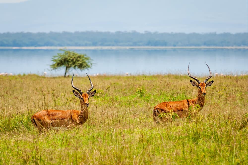 reizen door botswana