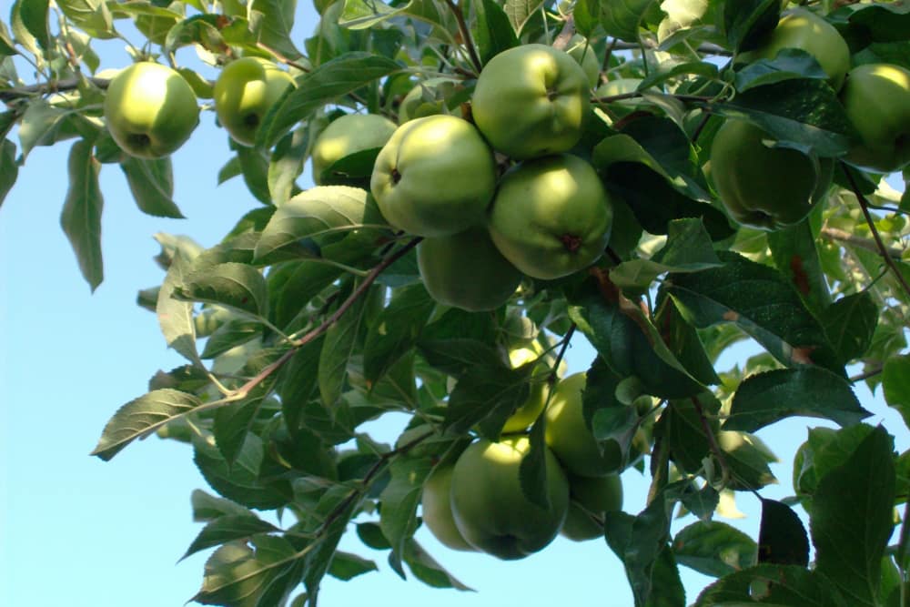 appelboom perfecte boom in de tuin  