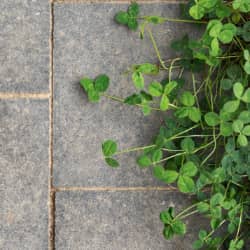 Flagstones vs andere bestratingsmaterialen: voor- en nadelen