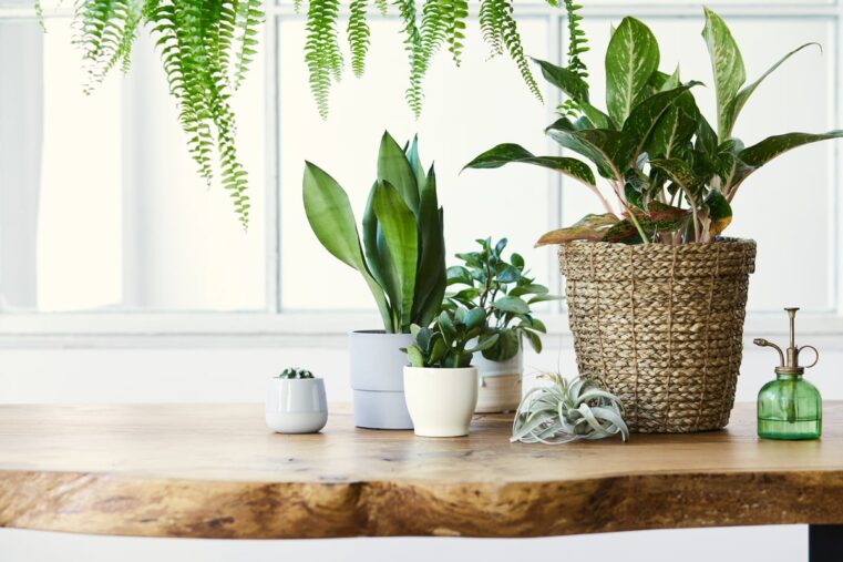 gezonde planten