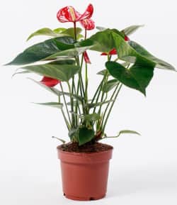 anthurium in bruine pot