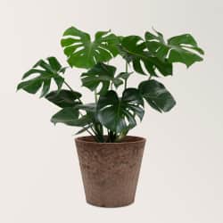Monstera plant in bruine pot op witte achtergrond.