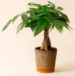 Groene kamerplant in pot tegen beige achtergrond.