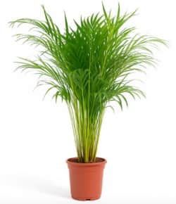 Groene palmplant in bruine pot