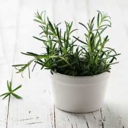 Verse rozemarijnplant in witte pot op tafel.
