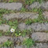 Madeliefje groeit tussen stoeptegels en onkruid