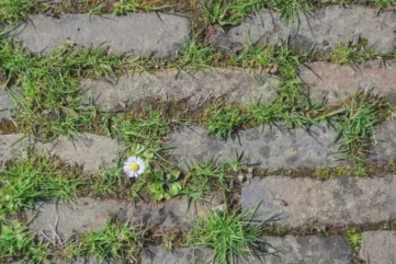 Madeliefje groeit tussen stoeptegels en onkruid