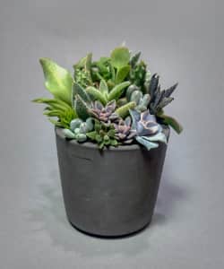 Verschillende vetplanten in een grijze pot.