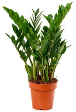 Groene kamerplant in bruine pot