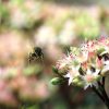 bijen in tuin