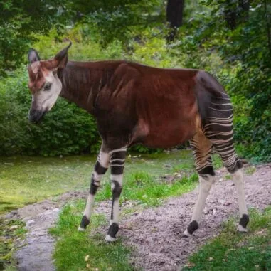 okapi