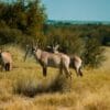 natuur in Zuid-Afrika met