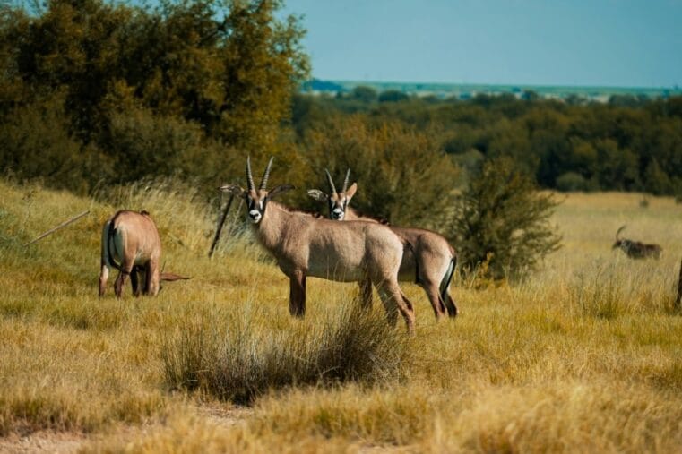 natuur in Zuid-Afrika met